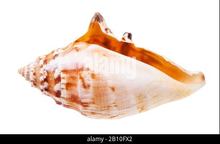 conca vuota di lumaca di mare isolata su sfondo bianco Foto Stock