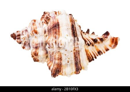 conca a righe singole di muricidae mollusco isolato su sfondo bianco Foto Stock