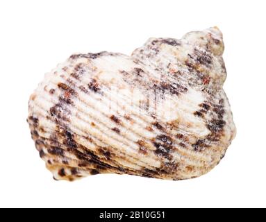 guscio di molluschi bianchi isolato su sfondo bianco Foto Stock