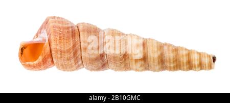 conchiglia vuota del mollusco di turritella isolata su fondo bianco Foto Stock