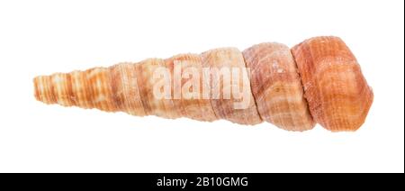 guscio di molluschi turritella isolato su sfondo bianco Foto Stock