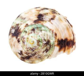 conca spottata di verde e marrone di mollusco dei whelk isolato su sfondo bianco Foto Stock