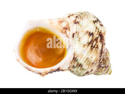 svuotamento verde e marrone del mollusco bianco isolato su sfondo bianco Foto Stock
