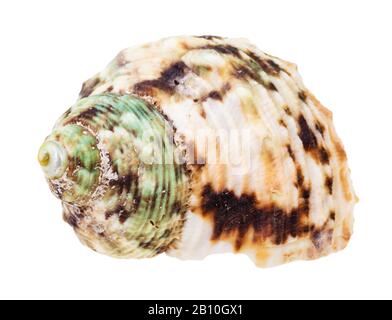 guscio spottato di helix verde e marrone del mollusco dei whelk isolato su sfondo bianco Foto Stock