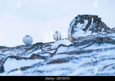Rock Ptarmigan (Lagopus Muta) a Cairn Gorm nelle Highlands scozzesi in inverno, nel Regno Unito Foto Stock