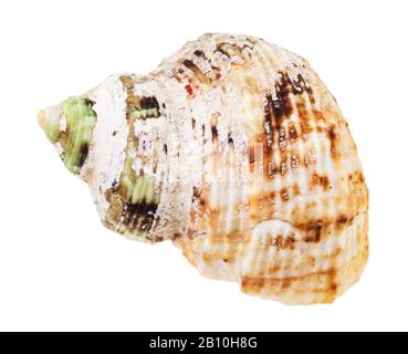 vecchio guscio di mollusco whelk isolato su sfondo bianco Foto Stock