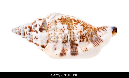 guscio di molluschi bianchi isolato su sfondo bianco Foto Stock