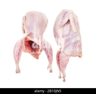 coppia di quaglie grezze spennate e eviscerate isolate su sfondo bianco Foto Stock