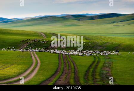 Greggi di pecore sulla steppa mongola, Mongolia Foto Stock