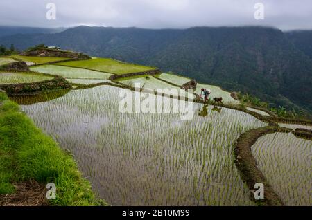 Igorot donna e cane correre tra le risaie terrazze della Cordilleras, a nord di Luzon, Filippine Foto Stock