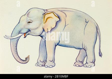 Pittura acquerello illustrazione bella vignetta di elefante su sfondo bianco. Foto Stock