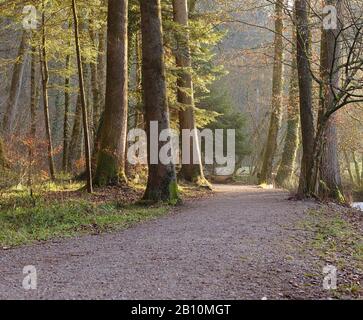 Luce del tramonto che colpisce sentiero di ghiaia nella foresta. Foto Stock