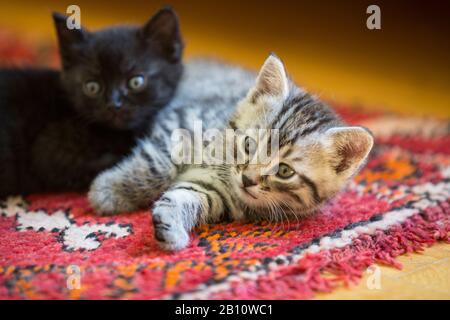 Due gattini sono stesi su un tappeto Foto Stock