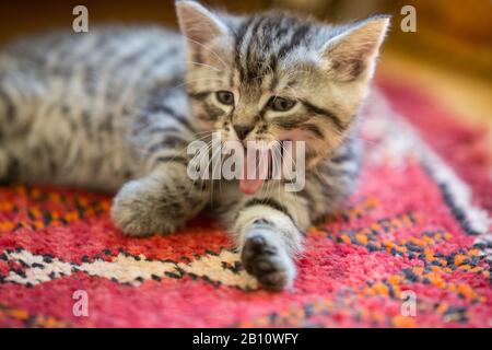 Gattino si trova su un tappeto e su un yawns Foto Stock