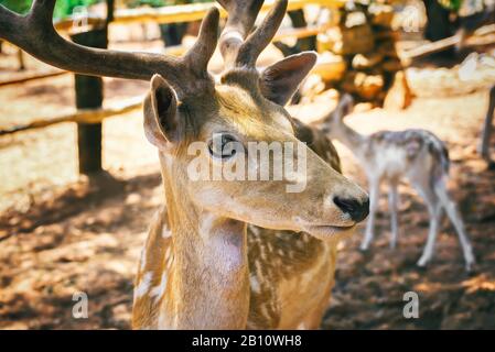 Vista ravvicinata della testa dei cervi. Fauna selvatica in habitat naturale. Foto Stock