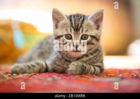 Gattino si trova su un tappeto Foto Stock