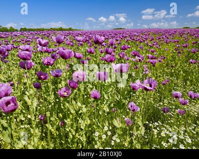 Papavero di oppio in fiore (Papaver somniferum) in un campo in Turingia, Germania Foto Stock