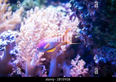 Pesce goldie sul corallo rosa e sullo sfondo di pietra. Foto Stock