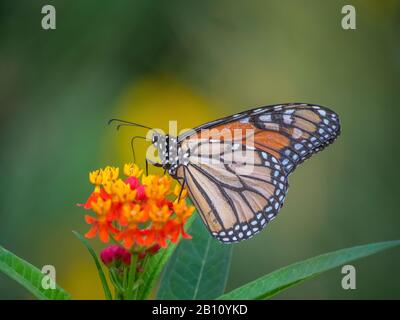 La farfalla di Monarch, Danaus plexippus) è una farfalla di alghe della famiglia Nymphalidae. Foto Stock
