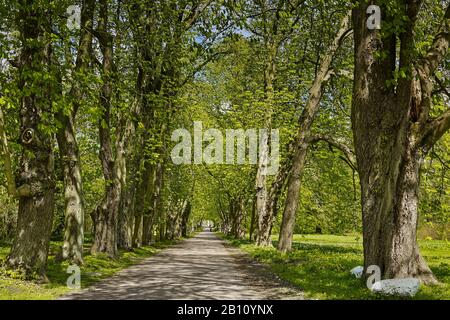 Kastanienallee nel parco del castello di Putbus, Rügen, Meclemburgo-Pomerania occidentale, Germania Foto Stock