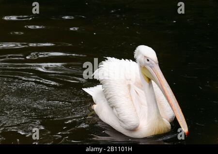 Grande nuoto bianco pellicano sul lago Foto Stock