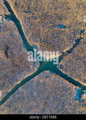 Un campo di canne nel mezzo della Schilfgürtel di Neusiedler Vedere vicino Breitenbrunn a Burgenland Austria in una fredda mattina invernale con acqua ghiacciata Foto Stock