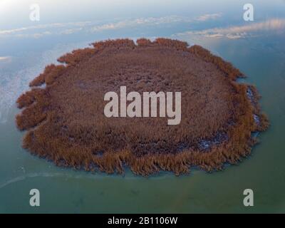 Un campo di canne nel mezzo di Neusiedler Vedere vicino Breitenbrunn a Burgenland Austria in una fredda mattina invernale con acqua ghiacciata Foto Stock