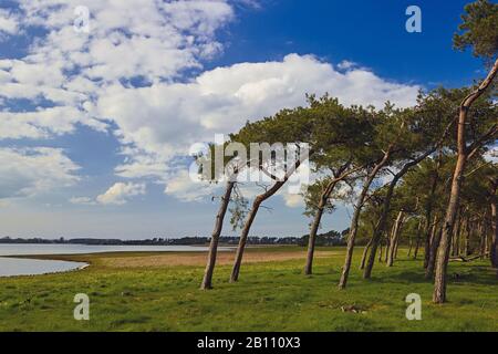 Scappatori di vento sulla penisola di Zudar, Ruegen, Mecklenburg-Pomerania occidentale, Germania Foto Stock