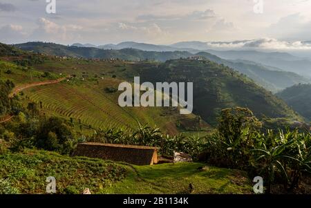 Montagne terrazzate del Ruanda occidentale, Africa Foto Stock