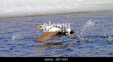 Re eider (Somateria spectabilis), maschio re Eider in volo, Stati Uniti, Alaska Foto Stock