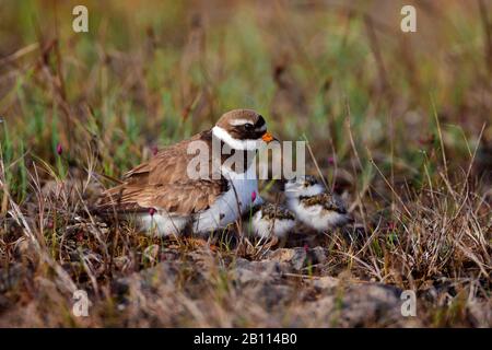 Plover anellato (Charadrius hiaticula), con pulcini, Germania Foto Stock