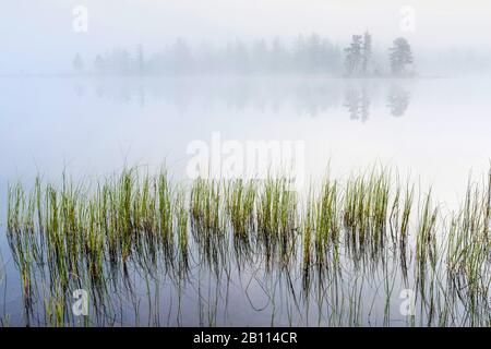 Dawn in un lago forestale, Svezia, Lapponia, Norrbotten Foto Stock