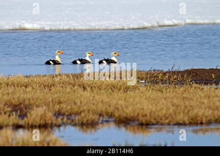 Re eider (Somateria spectabilis), tre draces, Stati Uniti, Alaska Foto Stock