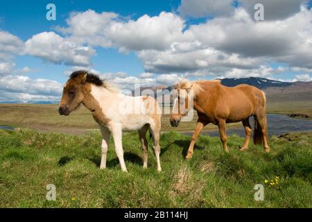 Cavallo Islandico, cavallo islandese, pony islandese (Equus przewalskii F. caballus), mare con volpe, Islanda Foto Stock