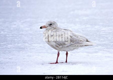 Gabbiano glaucous (Larus hyperboreus), uccello immaturo su un foglio di ghiaccio, vista laterale, Giappone Foto Stock