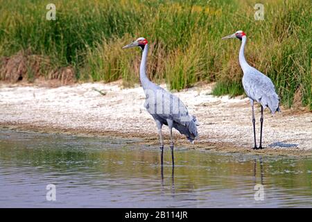 Brolga (Grus rubicunda), due brolgas in bassa acqua, Australia Foto Stock