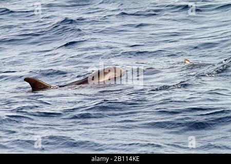 Balena killer Pygmy, pesci neri sottili (Feresa attenuata), nuoto sulla superficie dell'acqua, vista laterale, Antille minori Foto Stock