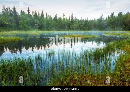 Nebbia mattutina su una palude, Svezia, Lapponia, Norrbotten, Gaellivare Foto Stock