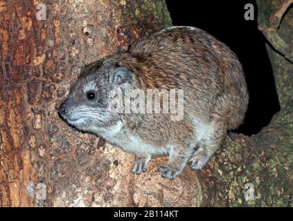 Albero orientale hyrax (Dendrohyrax arboreus), si trova su un albero, Kenya Foto Stock