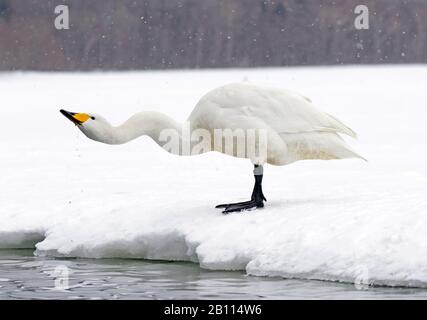 Whooper Swan (Cygnus cygnus), bevande, Giappone, Hokkaido, Kushiro Foto Stock