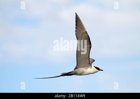 skua a coda lunga (Stercorarius longicaudus), in volo, Stati Uniti, Alaska Foto Stock