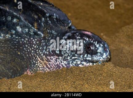 Tartaruga marina leatherback, leatherback, tartaruga leathery, luth tartaruga (Dermochelys coriacea), la più grande tartaruga vivente, ritratto, Trinidad e Tobago, Trinidad Foto Stock