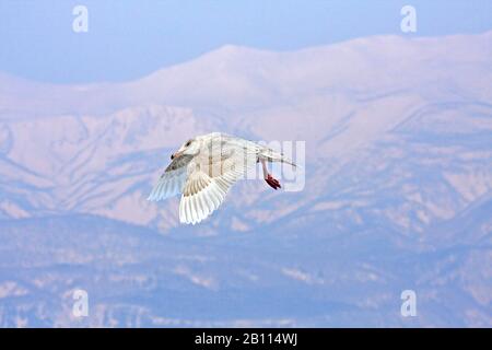 Gabbiano glaucous (Larus hyperboreus), uccello immaturo in volo, montagna sullo sfondo, Giappone Foto Stock