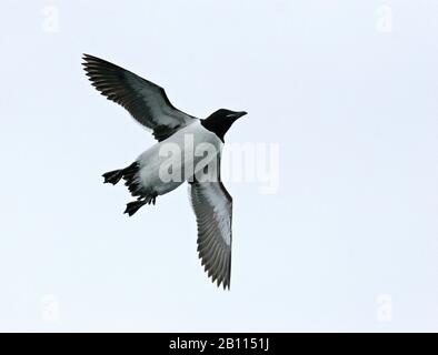 guillemot di Bruennich (Uria lomvia), in volo, Norvegia, Svalbard Foto Stock