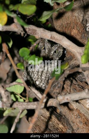 Cipro scope gufo (Otus cyprius), rosolando in un olivo, Cipro Foto Stock