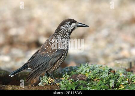 Macrorhynchos, Nucifraga macrorhynchos), si trova a terra, Paesi Bassi Foto Stock