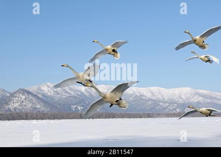 Whooper Swan (Cygnus cygnus), gruppo in volo sul paesaggio invernale, Giappone, Hokkaido, Kushiro Foto Stock