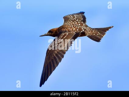 Sterna fuscata, Onychoprion fuscatus), immaturo in volo, Africa, Ascensione isola Foto Stock