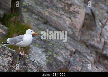 Gabbiano di aringa (Larus argentatus), seduto su una roccia, Germania Foto Stock