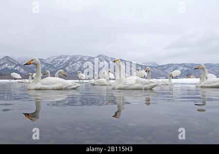 Whooper Swan (Cygnus cygnus), gruppo su un lago in inverno, Giappone, Hokkaido, Kushiro Foto Stock